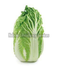 Fresh Napa Cabbage