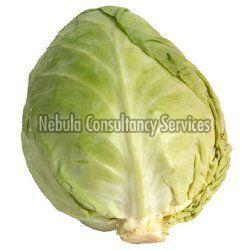 Fresh Natural Cabbage