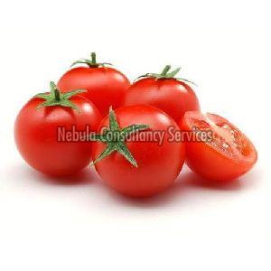 Fresh Organic Tomato