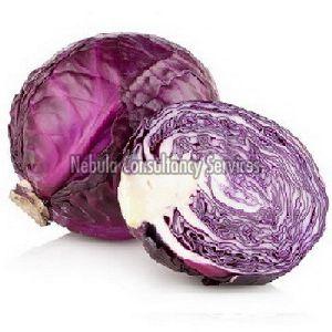 Fresh Red Cabbage