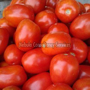 Fresh Red Tomato