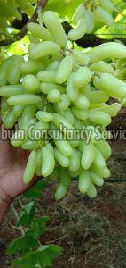 fresh seedless grapes