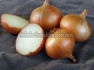 Fresh Sweet Onion