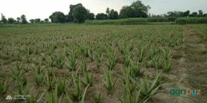 aloevera leaf