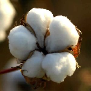 Raw Cotton