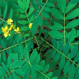 Senna Leaves & Pods