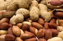 PEANUTS INDIAN GUJRAT PEANUT