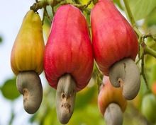 Cashew Nut Oil