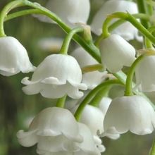 Ginger Lily Essential Oil