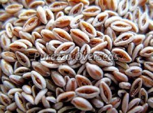 Brown Psyllium Seeds