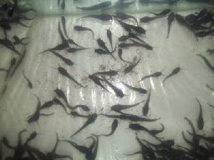 Magur Fish Seeds