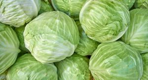 Fresh Cabbage