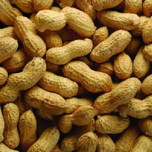 Roasted Shelled Peanuts