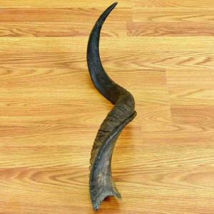 Buffalo Horn