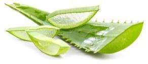 Organic Aloe Vera Leaves