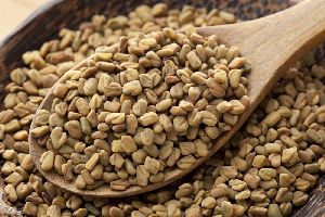 Fenugreek