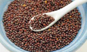 Mustard Seeds