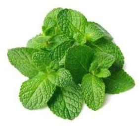 Green Mint Leaves