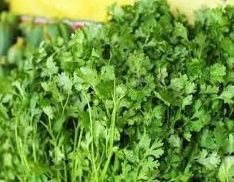 Fresh Coriander