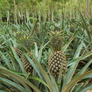 Fresh Pineapple