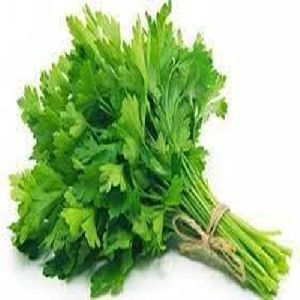 Coriander Leaves