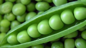 Fresh Green Peas