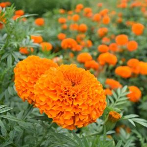 Fresh Marigold Flowers