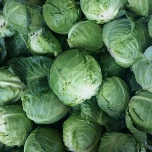 Fresh Natrual Cabbage