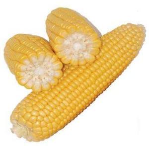 Fresh Natural Corn