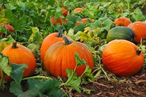 Fresh Organic Pumpkin