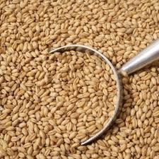 Brown Wheat Seeds