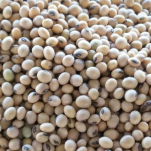 Dried Soybean Seeds