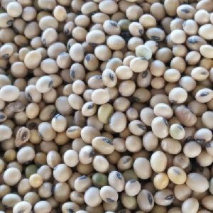 Natural Soybean Seeds