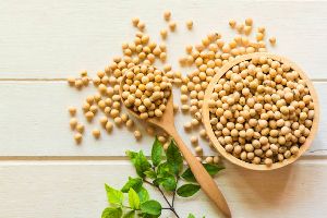 Indian Soybeans