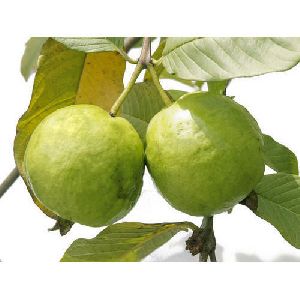 natural guava