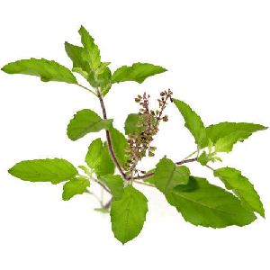 Holy Basil Oil