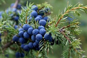 Juniper Berry Oil