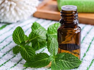 Organic Mentha Spearmint Oil