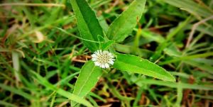 bhringraj leaves