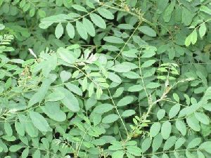 indigo leaves