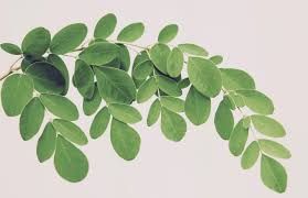 Moringa Leaves