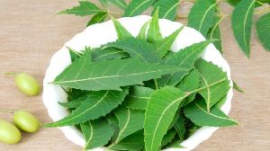 Neem Leaves