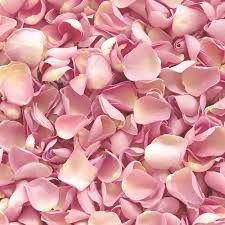 Pink Rose Petals