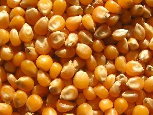 Hybrid Maize Seeds