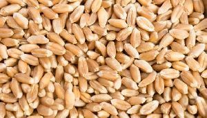 Long Grain Wheat Seeds