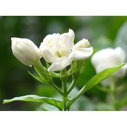 Natural Jasmine Flower