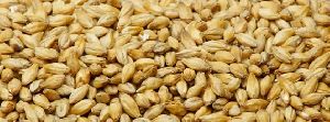 Barley Seeds