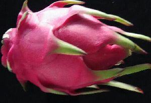 DRAGON FRUIT RED FLESH