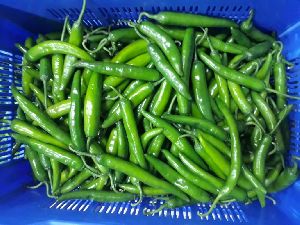 green paprika chilli