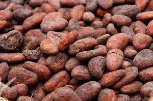 Cocoa Beans